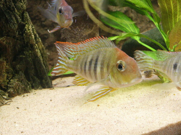 Geophagus sp. 