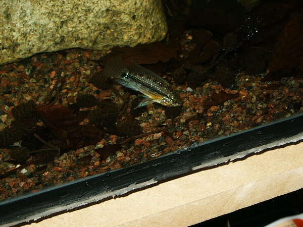 Apistogramma sp orange belly