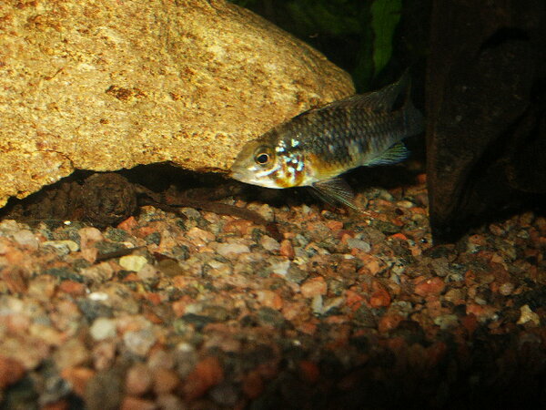 Apistogramma sp orange belly