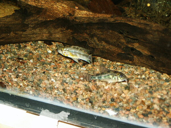 Apistogramma sp orange belly