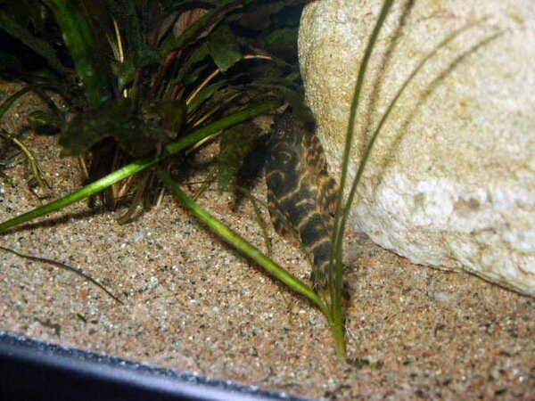 Clown pleco