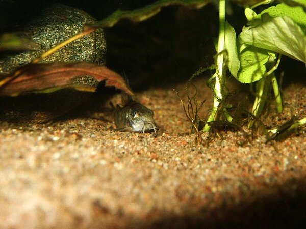 Corydoras paleatus