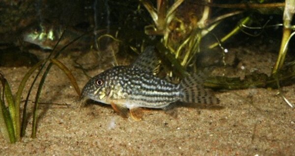 Corydoras sterbai