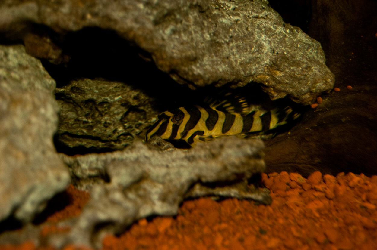 Leopardgrodpleco