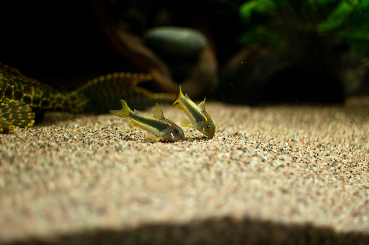 Corydoras melanotaenia