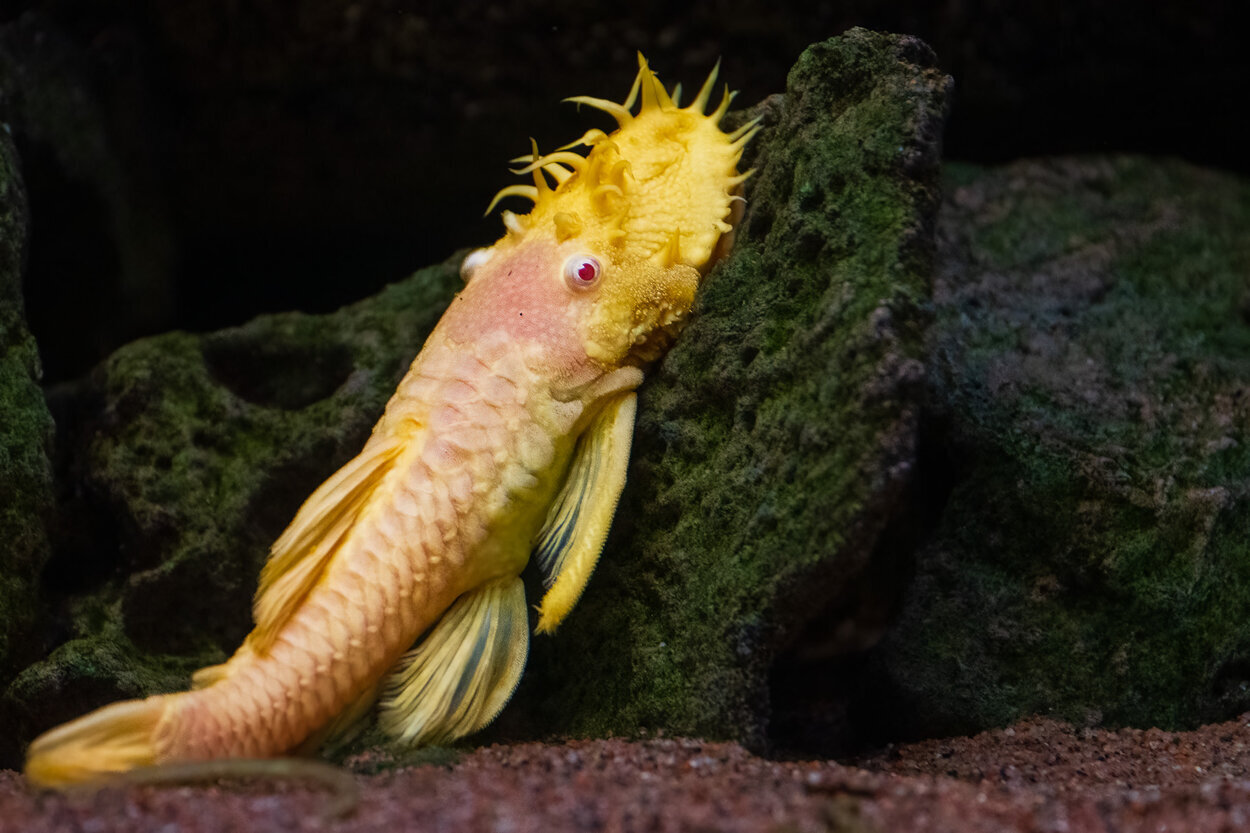 Ancistrus sp. albino