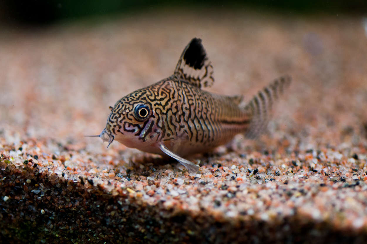 Corydoras trilineatus