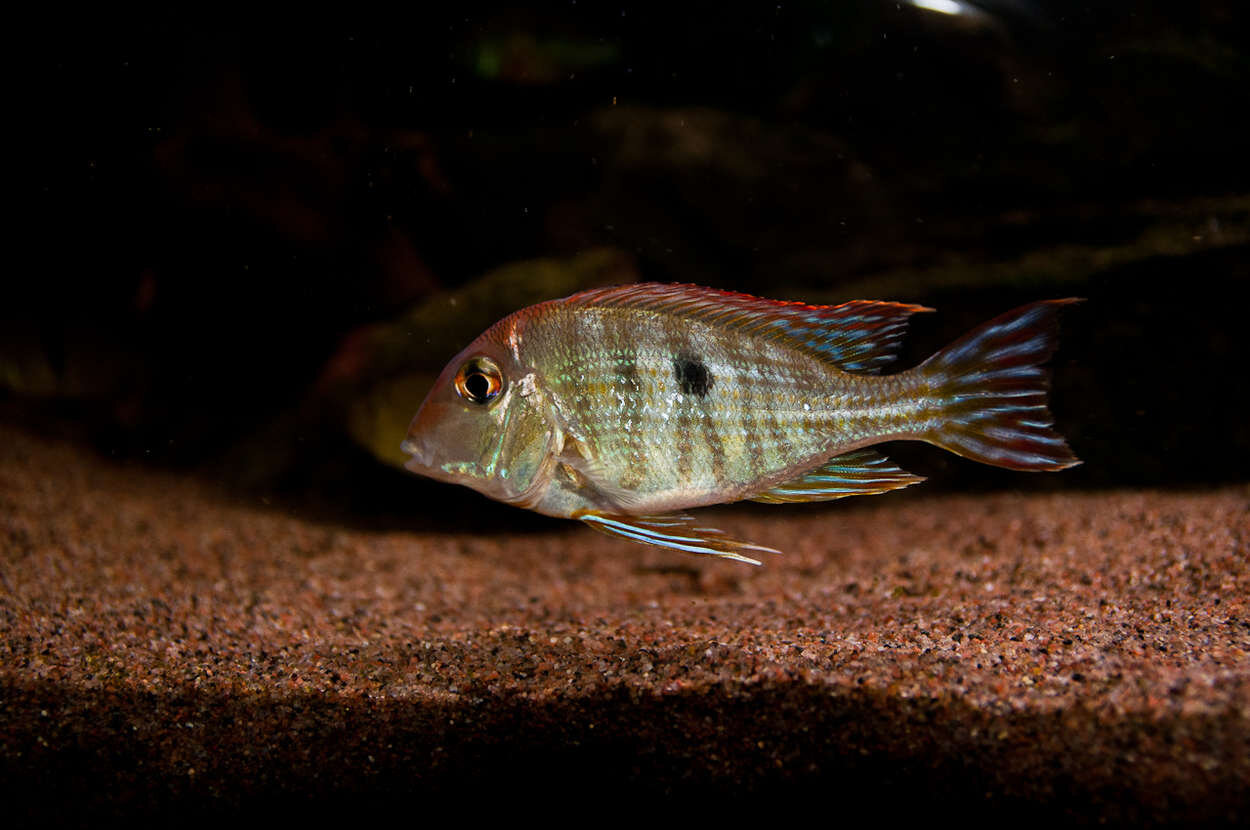 Geophagus sp.