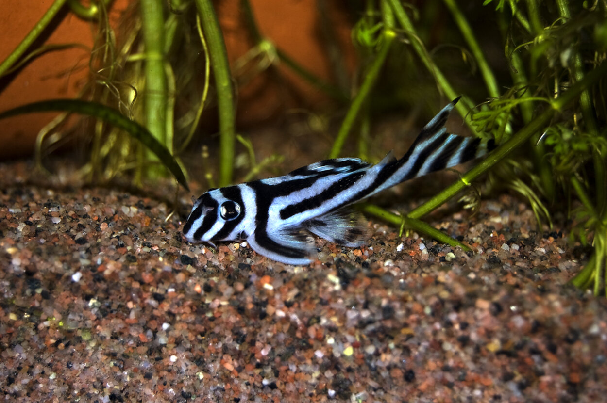 Zebra Pleco