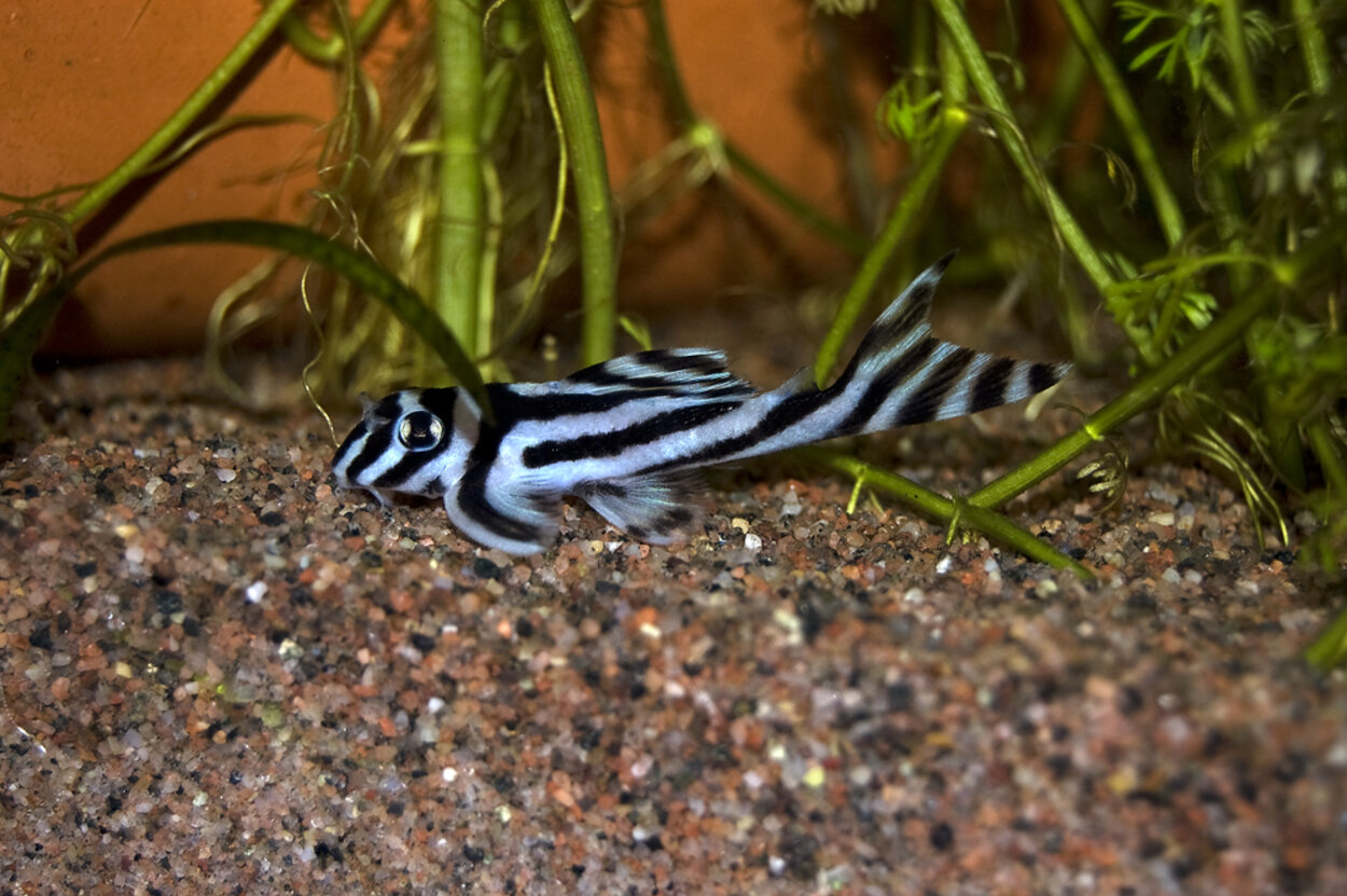 Zebra Pleco