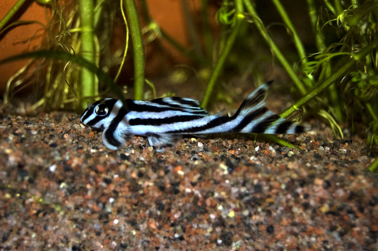 Zebra Pleco