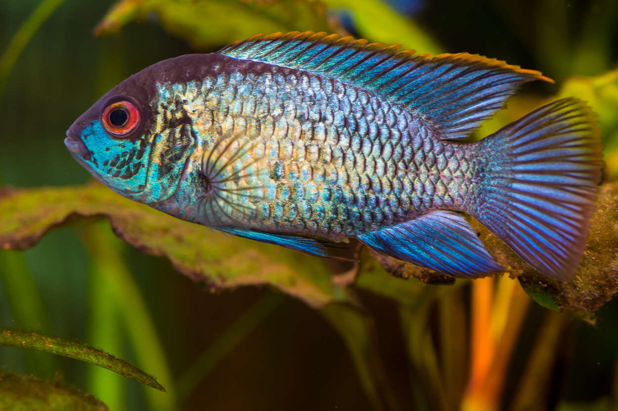 Electric Blue Acara