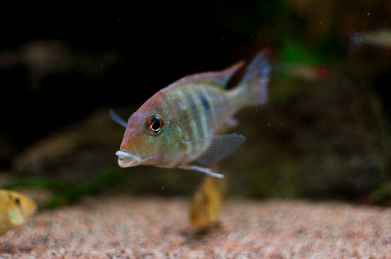 Geophagus sp. 'tapajos orange head'