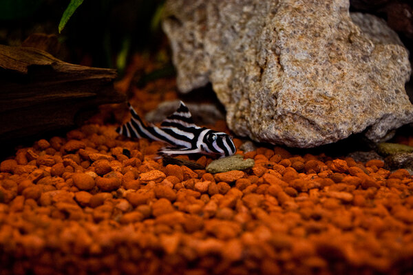 Zebrapleco