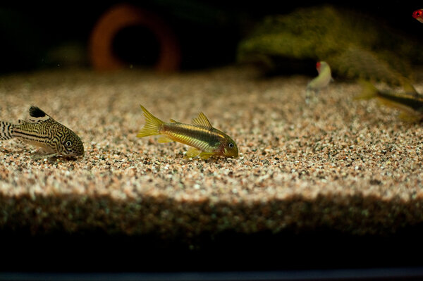 Corydoras melanotaenia