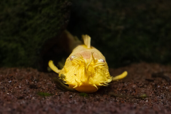 Ancistrus sp. albino