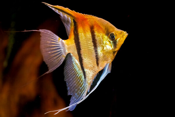 Pterophyllum scalare, Manacapuru