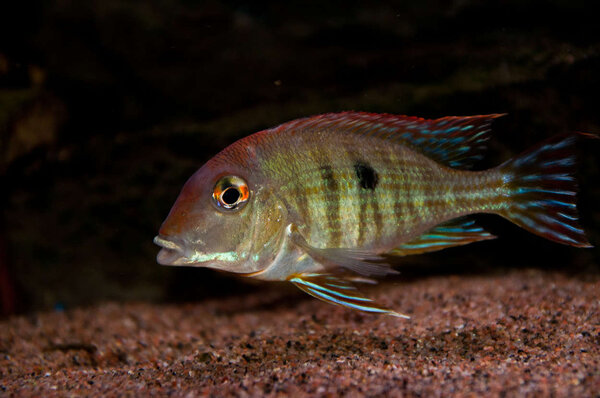 Geophagus sp.