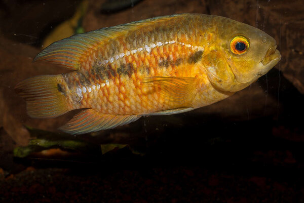 Australoheros sp. red ceibal