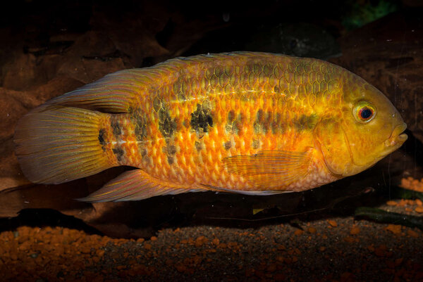 Australoheros sp. red ceibal