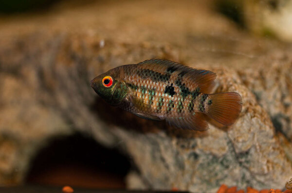 Australoheros sp. red ceibal hona