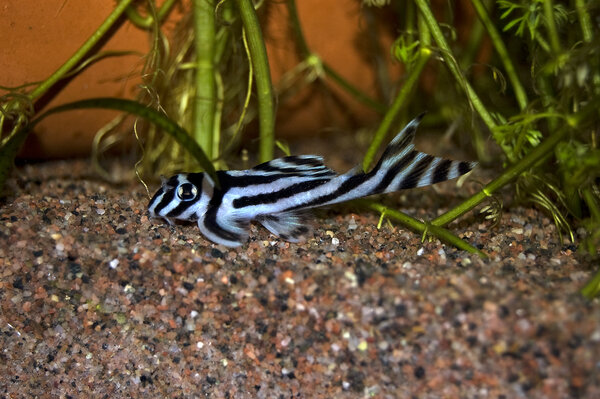 Zebra Pleco