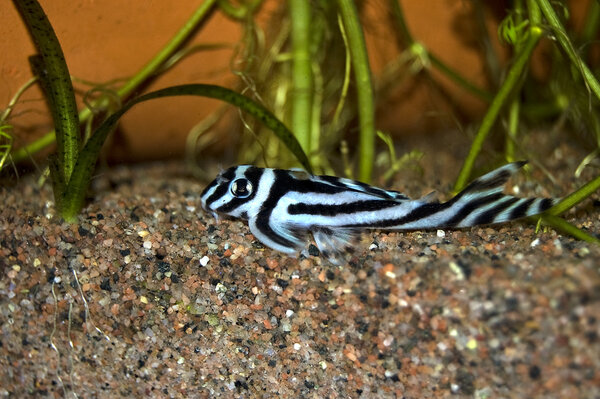 Zebra Pleco