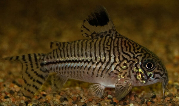 Corydoras trilineatus