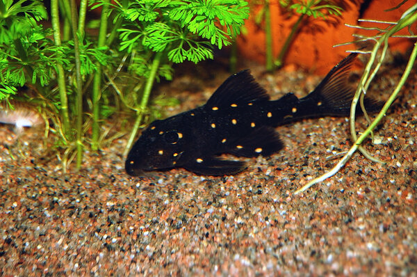 orangeprickig pleco