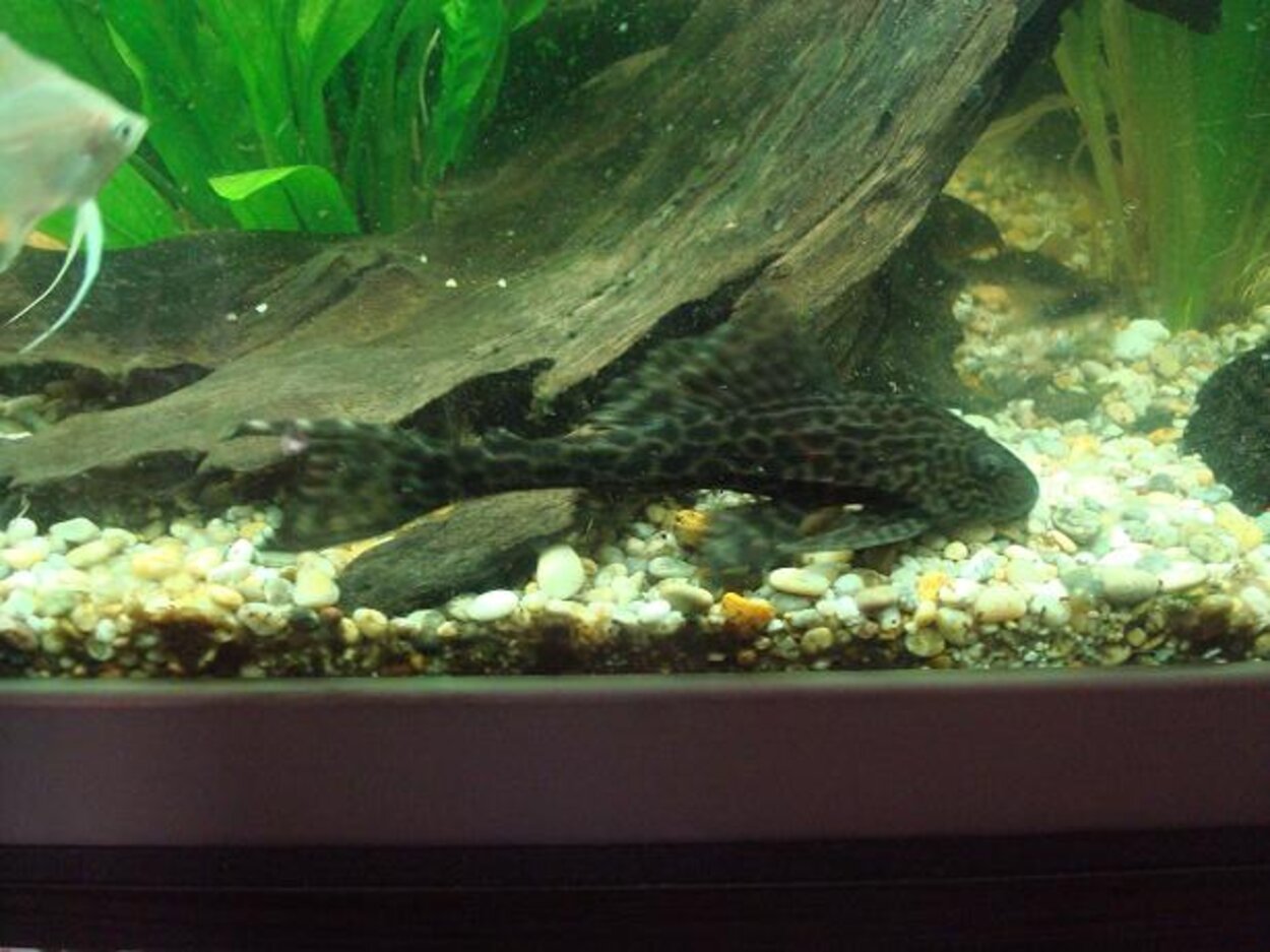 Pleco