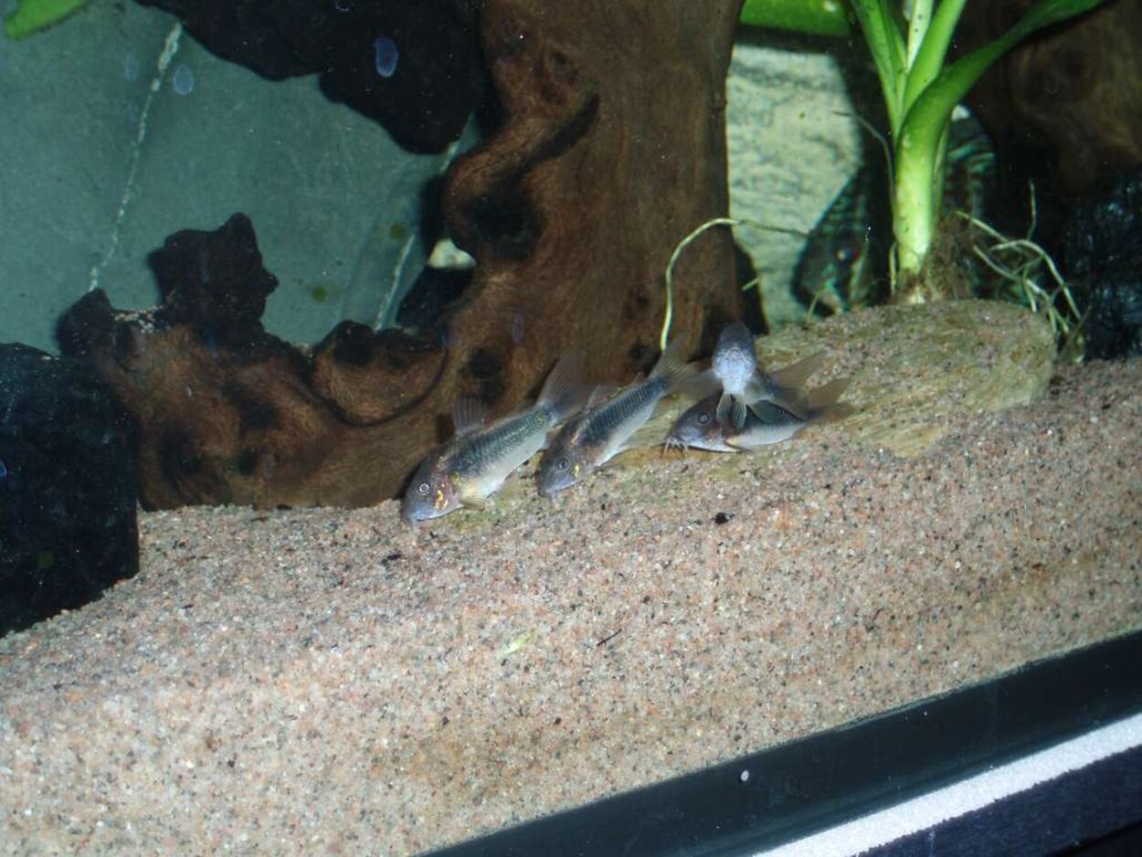 Corydoras Aeneus