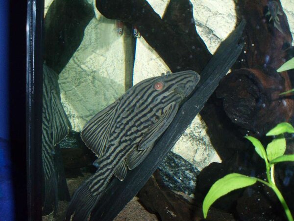 Royal Pleco