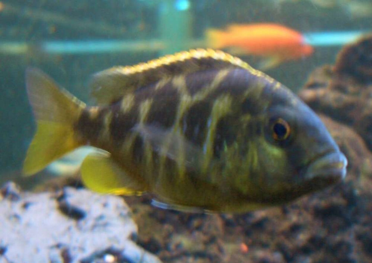 Venustus