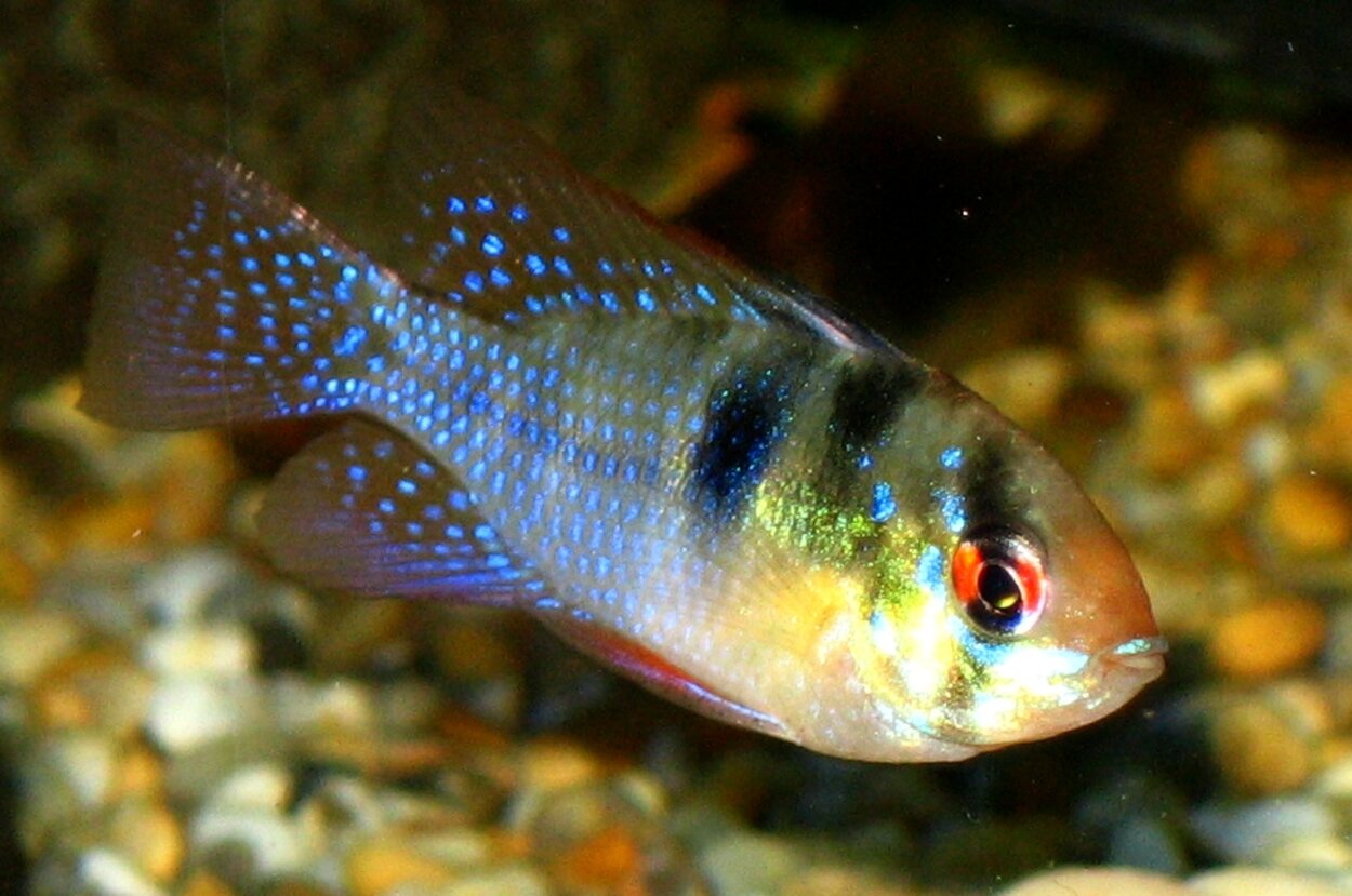 Fjärilscikli, Mikrogeophagus ramirezi