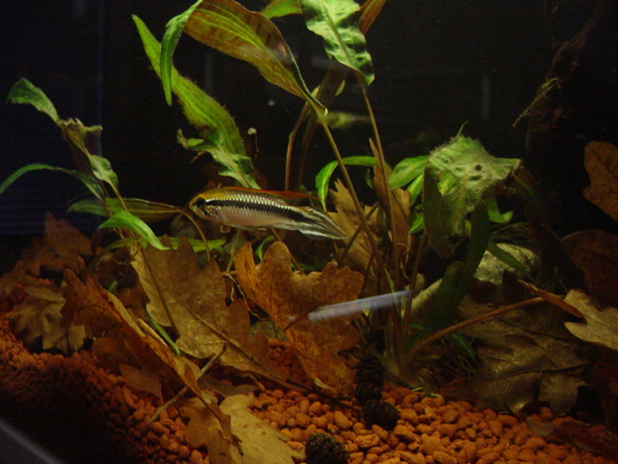 Apistogramma Agassizii Avelshane