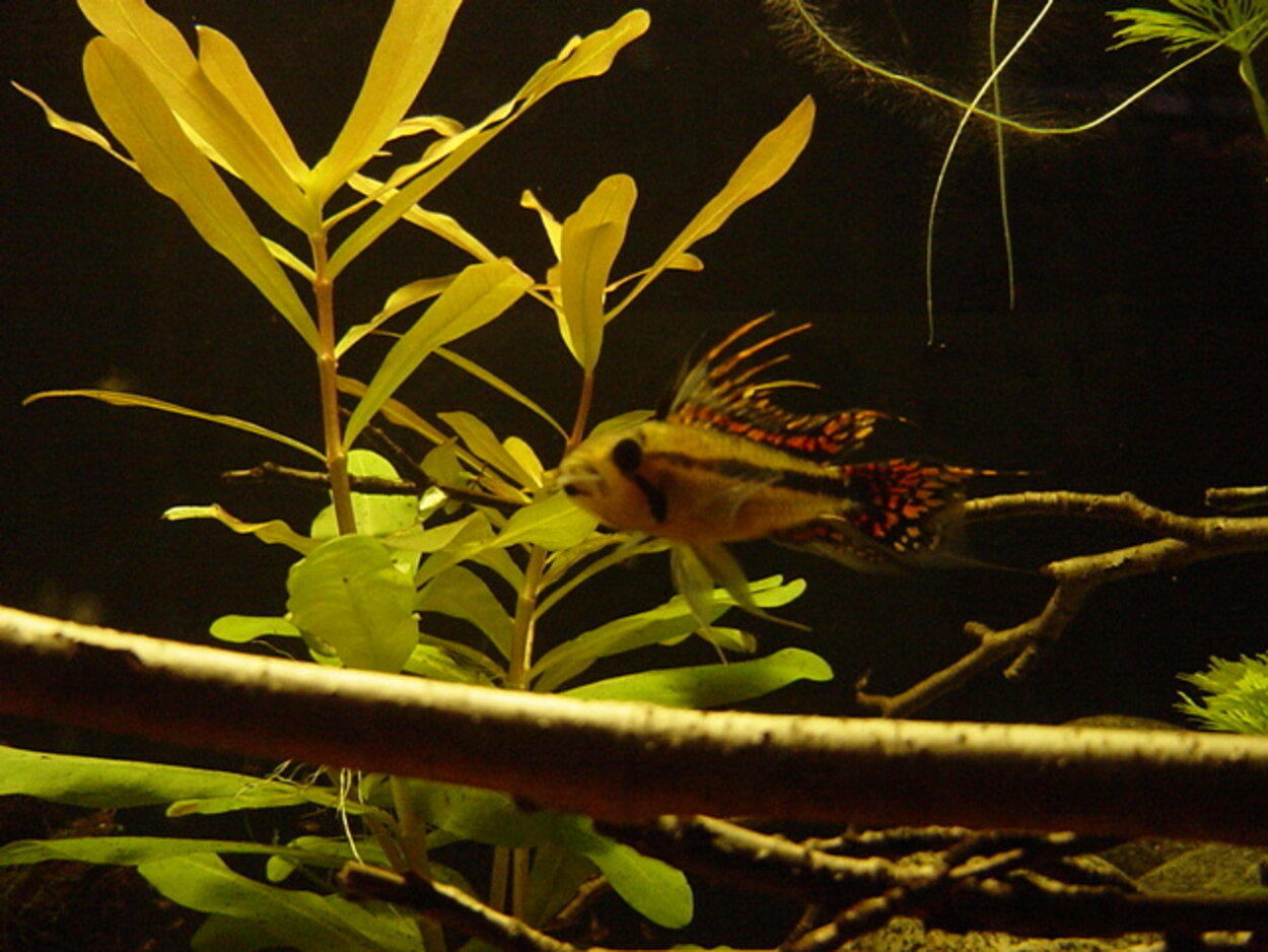 Apistogramma Cacatuoides avelshane