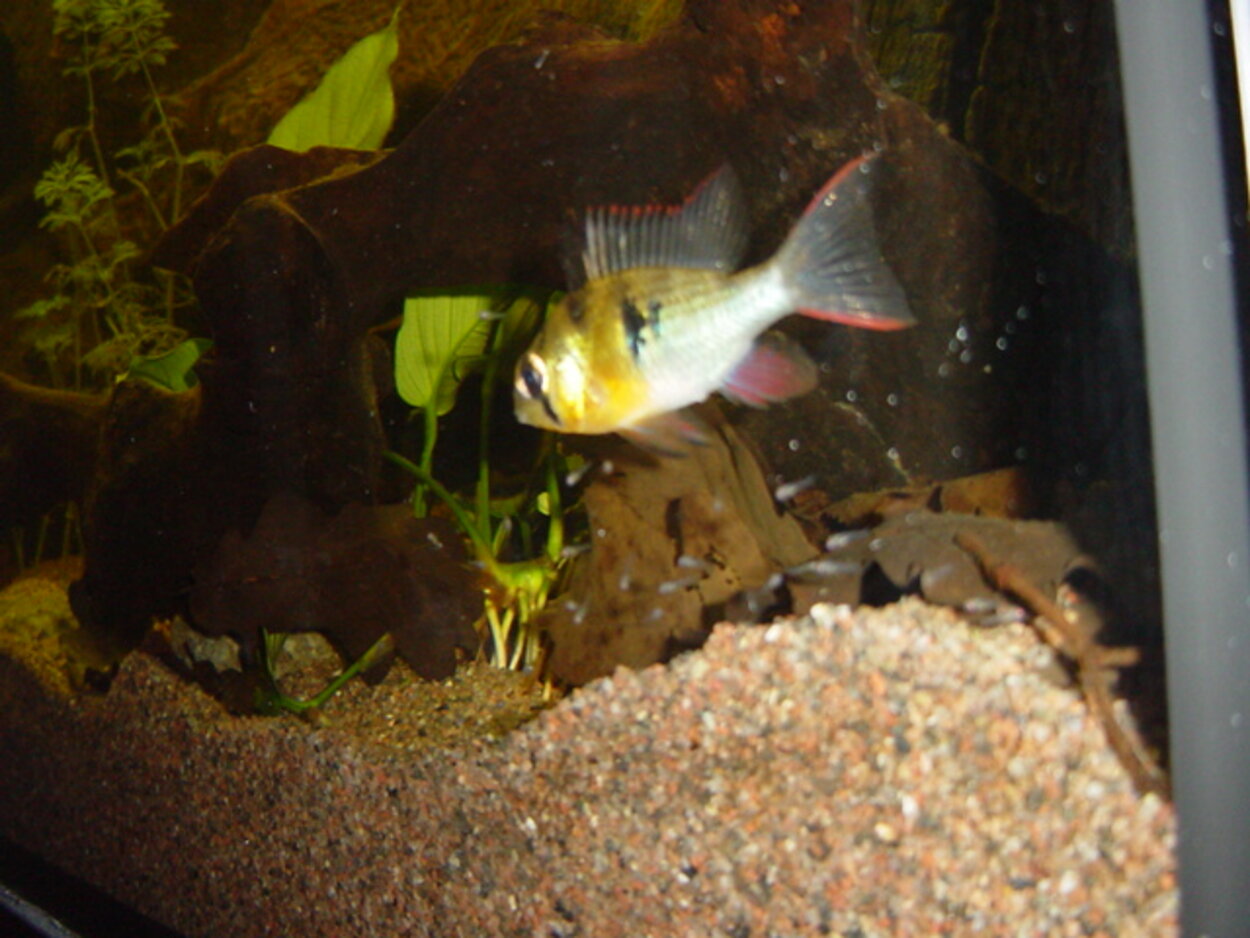 Mikrogeophagus Altispinosus med yngel