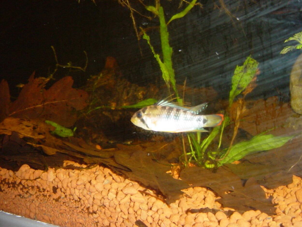 Apistogramma Baenschi hane