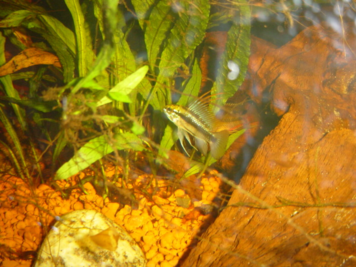 Apistogramma Trifasciata Hane