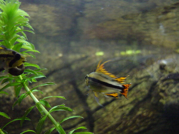 Apistogramma Cacatuoides yngel