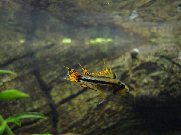 Apistogramma Cacatuoides yngel