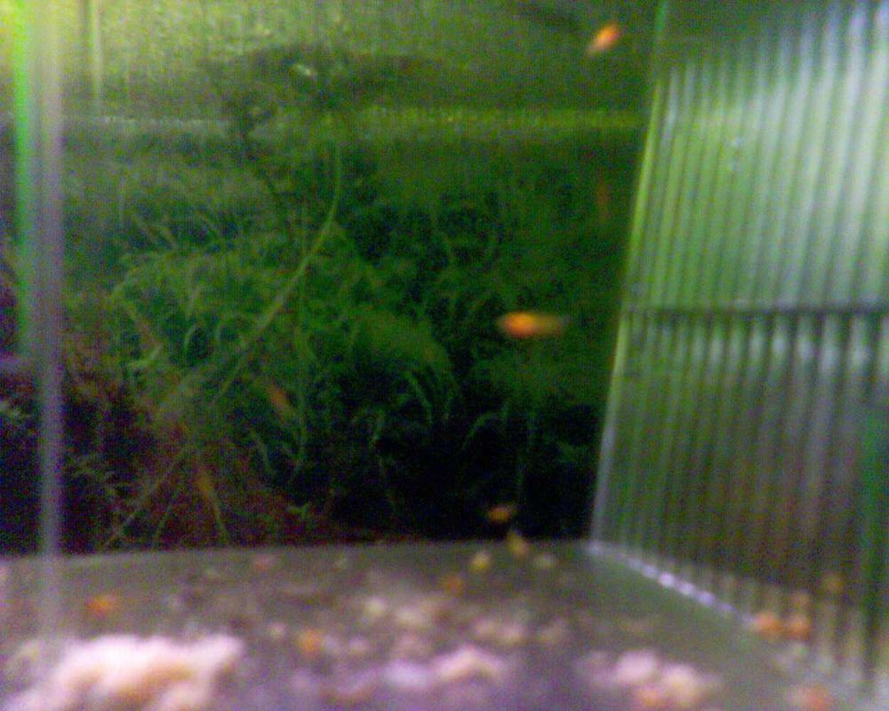 platy yngel