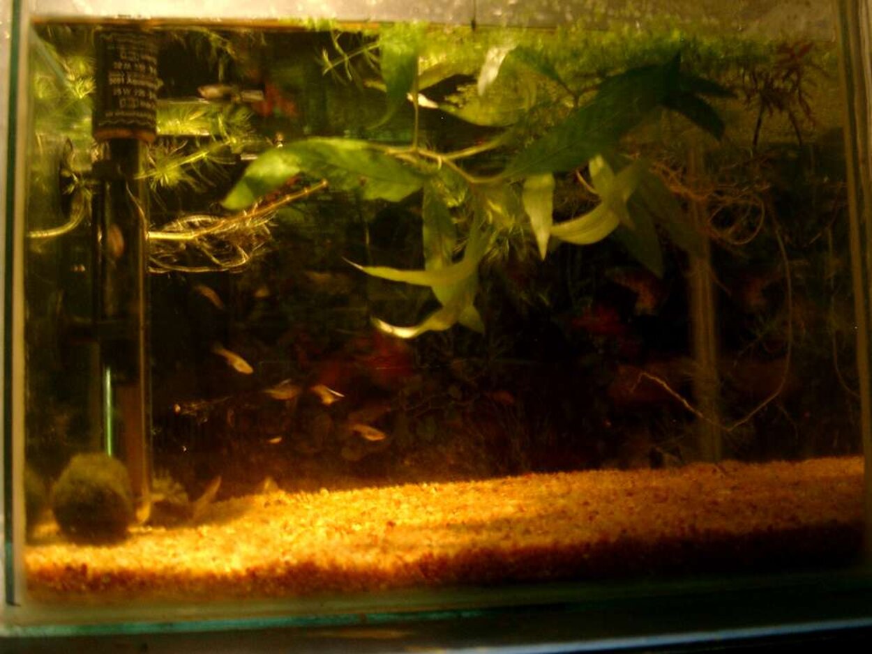 yngel akvarium