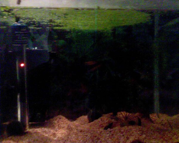 25 liters yngel akvarium