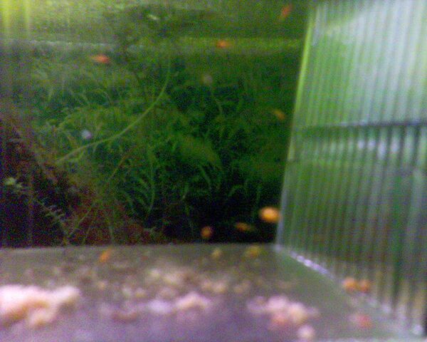 platy yngel