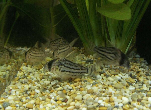 Corydoras schwartzi