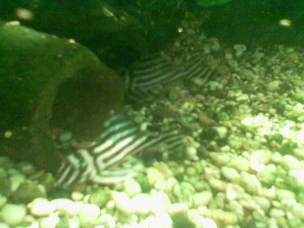 Zebra Pleco (L046)