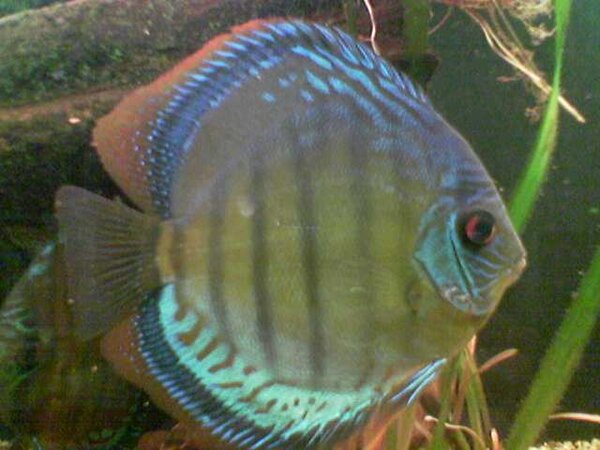 Discus Royal-Blue