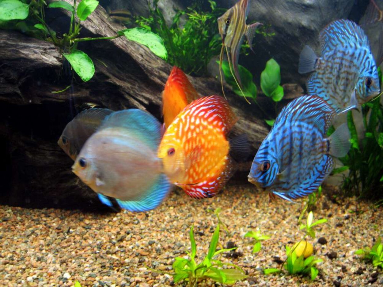 Discus maffian