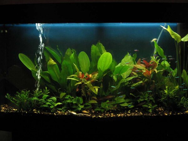 Akvariumet